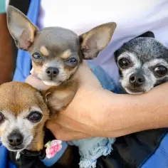 Chihuahua ciemiączko: Ochrona przed urazami głowy i wodogłowiem