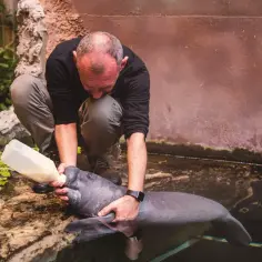Opiekun karmi manata butelką. Choć nie wiemy, ile zarabia zoolog, jego praca jest pełna takich wzruszających chwil.