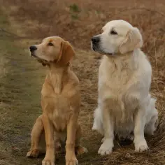 Dwa psy, golden retriever i labrador, siedzą na trawie, patrząc w bok.