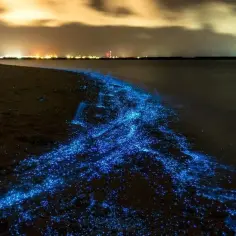Nocny spacer po plaży na Malediwach, gdzie fale tworzą magiczny morze gwiazd, mieniąc się błękitnym blaskiem.