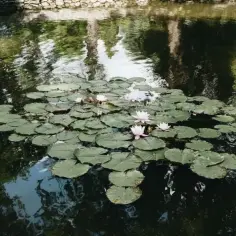 Ile kosztuje budowa stawu? Poznaj kluczowe czynniki wpływające na ceny