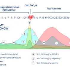 Wykres cyklu menstruacyjnego z zaznaczonym szczytem LH, wskazującym na pozytywny test owulacyjny około 14. dnia.