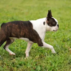 Boston Terrier vs Mops: Zdrowie, aktywność, koszty. Który dla Ciebie?