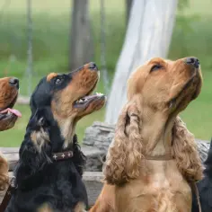 Cztery cocker spaniele w różnych kolorach: rudy, czarny i rudy z czarnym. Siedzą obok siebie, patrząc w górę.
