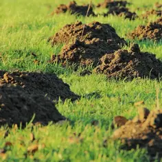 Ile kretów może żyć na działce? Poznaj czynniki wpływające