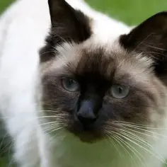 Czy Ragdoll gubi sierść? Odkryj prawdę o linieniu tych kotów