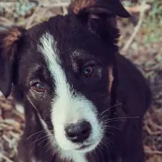Czy border collie uczula? Poznaj ryzyko alergii i jak je zminimalizować