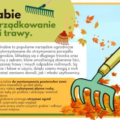 Jesienne porządki w ogrodzie z użyciem grabi. Narzędzie zbiera opadłe liście, ułatwiając utrzymanie czystości.