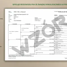 Rodowód eksportowy psa: Sprowadź szczeniaka z zagranicy bez ryzyka
