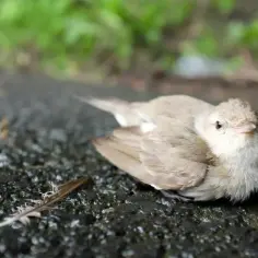 Mały, jasnobrązowy ptak leży na mokrej, ciemnej nawierzchni obok piórka.