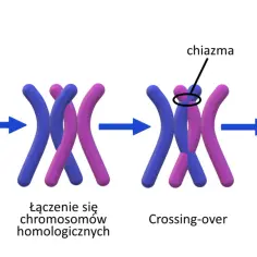 Proces crossing-over, czyli wymiana fragmentów między chromosomami homologicznymi, zachodzi podczas tworzenia biwalentów i łączenia się chromosomów, prowadząc do rekombinacji genetycznej.