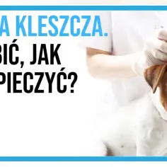 Pies apatyczny po kleszczu bez gorączki? Dlaczego to sygnał alarmowy