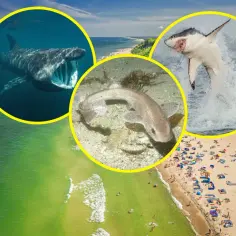 Trzy kolaże z rekinami: wielki rekin olbrzymi, mały rekin na dnie, skaczący rekin. W tle plaża.