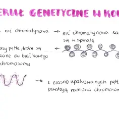 Organizacja materiału genetycznego w komórce: DNA tworzy nić chromatynową, która zawija się w spirale, a następnie ciasno upakowane pętle tworzą ramiona chromosomu.