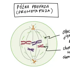 Schemat mitozy i mejozy: późna profaza (prometafaza), gdzie otoczka jądrowa pęka, a skondensowane chromosomy są widoczne.