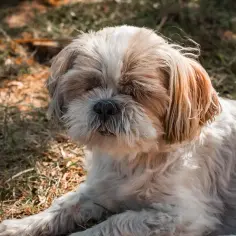 Słodki shih tzu leży na trawie. Zastanawiasz się, ile powinien ważyć shih tzu? Ten maluch wygląda na zdrowego!