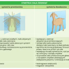 Podział zwierząt na grupy: symetria promienista (ukwiał) i dwuboczna (koza).