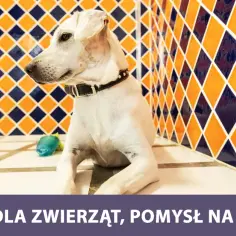 Jak założyć hotel dla psów: kluczowe kroki i ukryte koszty