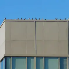 Gołębie siedzące na dachu nowoczesnego budynku.