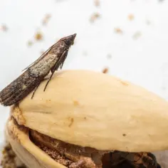 Mól spożywczy na pistacji. Dowiedz się, jak pozbyć się moli spożywczych z szafki z przyprawami raz na zawsze.
