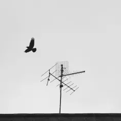 Ptak leci obok anteny pokojowej do telewizji naziemnej.