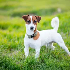 Jack Russell Terrier ma włosy czy sierść? Poznaj tajemnice jego futra