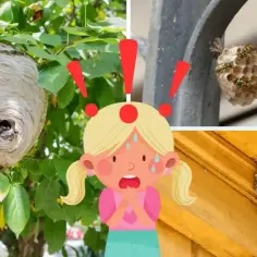 Skuteczne sposoby, jak pozbyć się os z balkonu bez ryzyka