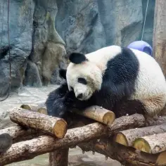 Urocza panda w zoo odpoczywa na drewnianej platformie, otoczona skalistym otoczeniem.