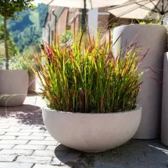 Najlepsza trawa na balkon do donicy: piękne i łatwe w pielęgnacji