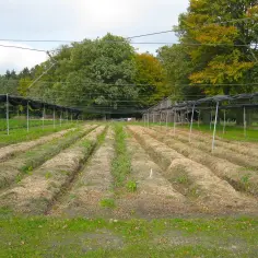Ile kosztuje ar działki rolnej? Sprawdź ceny w różnych regionach