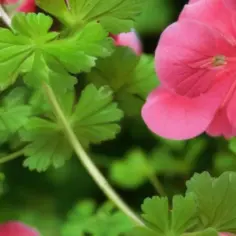 Jak zrobić samemu olejek z geranium i cieszyć się jego korzyściami