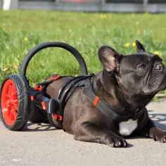 Czarny buldog francuski w wózku inwalidzkim dla psa leży na chodniku.