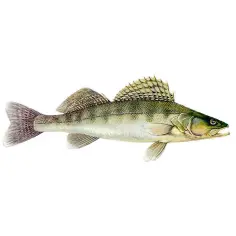 Ilustracja sandacza z otwartym pyskiem i charakterystycznym grzbietem.