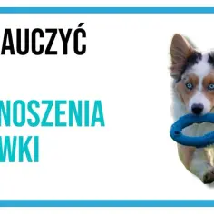 Jak nauczyć psa oddawać piłkę – skuteczne metody treningu i porady