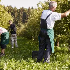 Pracownicy zbierają owoce w sadzie. Zastanawiasz się, jak zatrudnić pracownika w gospodarstwie rolnym?