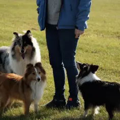 Trzy psy: owczarek szetlandzki rudy, owczarek szetlandzki marmurkowy i owczarek szkocki długowłosy, stoją na trawie obok osoby.