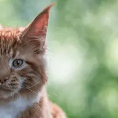 Ile muszą mieć kotki, żeby je oddać? Uniknij błędów w adopcji