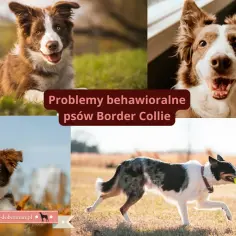 Border collie w bloku: Czy aktywna rodzina da radę? Sprawdź!