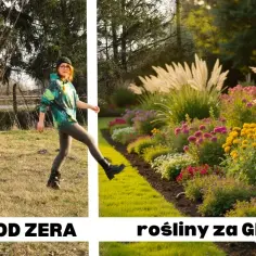Jak samodzielnie zaprojektować piękny ogród bez wydawania fortuny