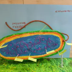 Model komórki bakteryjnej z opisem. Widać błonę, cytoplazmę z DNA i rybosomy, a także ścianę komórkową.