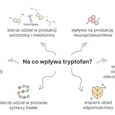 Tryptofan co to? Wpływa na nastrój, produkcję neuroprzekaźników, syntezę białek, wspiera odporność i mikroflorę jelitową.
