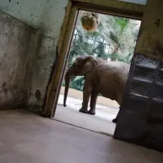 Ile zarabia pracownik zoo? Zaskakujące fakty o wynagrodzeniach