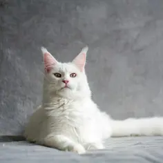 Biały kot Maine Coon z zielonymi oczami leży na szarym tle.
