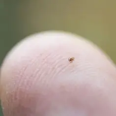 Mały, brązowy kleszcz na opuszce palca. Widać jego osiem nóżek i okrągłe ciało. Tak wygląda kleszcz z bliska.
