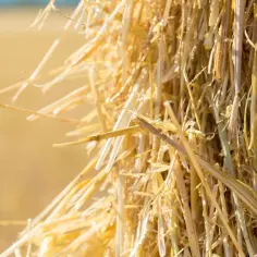 Jak zrobić pellet ze słomy: 7 kroków do domowej produkcji