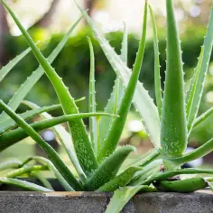 Aloes - odmiany, właściwości i zastosowanie w pielęgnacji