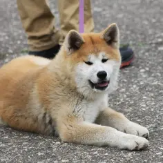 Czy akita inu jest agresywny? Odkryj prawdę o ich temperamencie