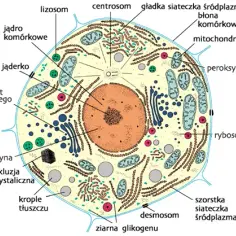 Co to jest komórka w biologii? Definicja, funkcje i przykłady prosto wyjaśnione