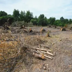 Ile kosztuje wykarczowanie działki? Poznaj ukryte koszty i czynniki