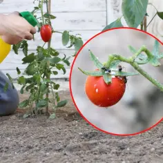 Skuteczne opryskiwanie pomidorów gruntowych: terminy i zasady zabiegów